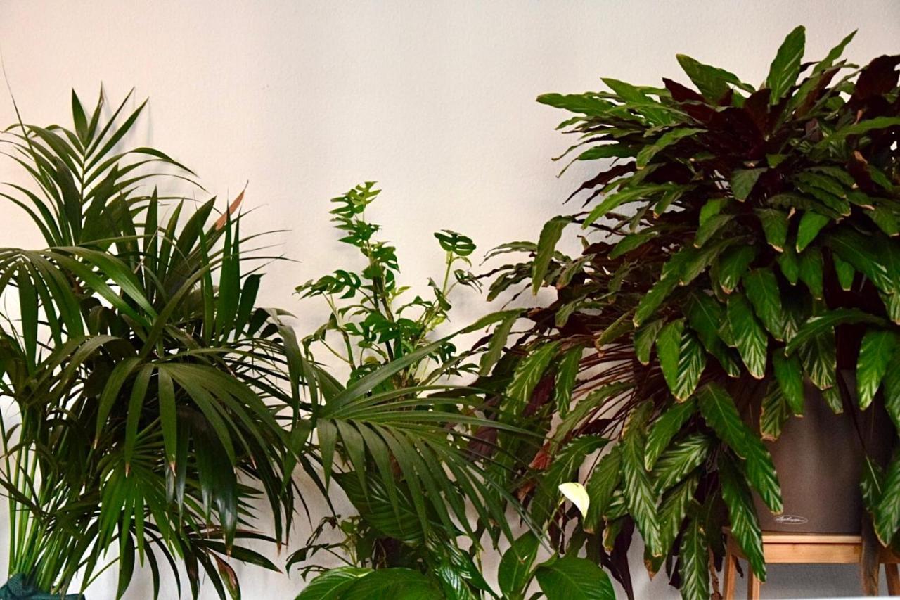 Greenbnbs: Cozy Urban Jungle In The City Centre เอสเซน ภายนอก รูปภาพ